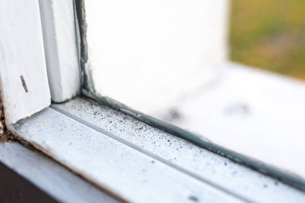 Best Forensic Mold Investigation  in Cairo, NE