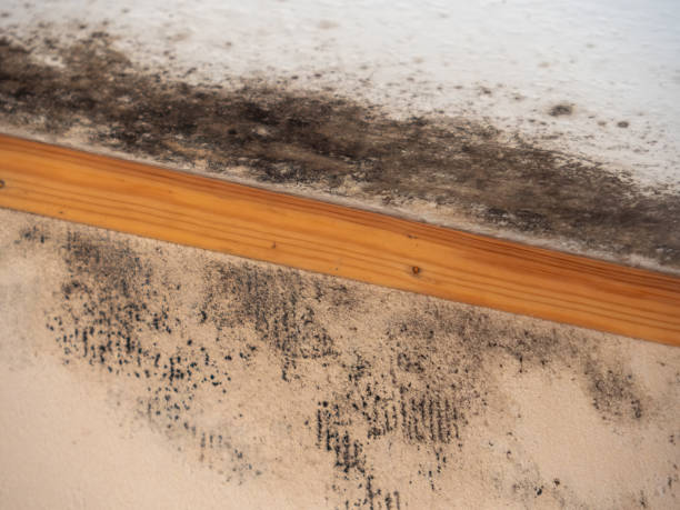 Best Residential Mold Inspection & Testing  in Cairo, NE
