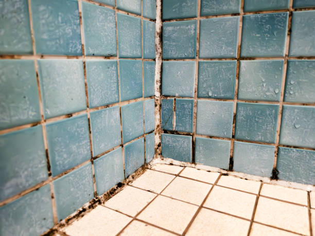 Cairo, NE Mold Removal Company