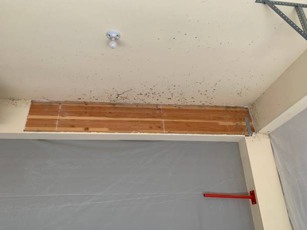 Best Mold Documentation for Insurance Claims  in Cairo, NE