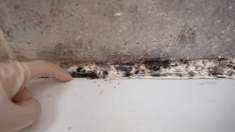 Best Asbestos and Lead Testing During Mold Inspection  in Cairo, NE